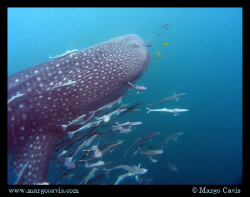 Whaleshark off the coast of Mahe in the Seychelles by Margo Cavis 